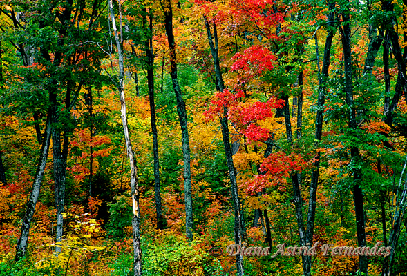 Green-red-yellow-fall-colours,-Algonquin-Ontario